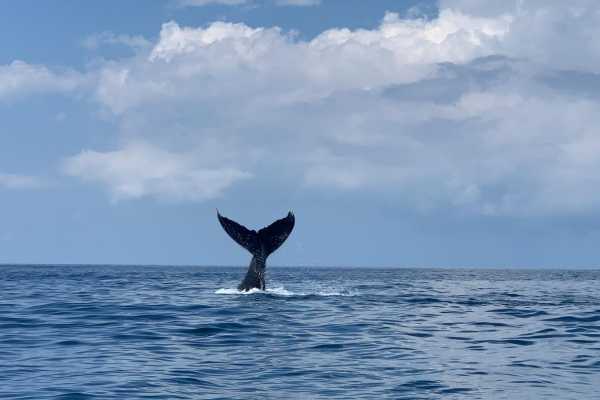 Private Tour Combo Tour ( Whales and/or Dolphins in Ballena National Marine Park