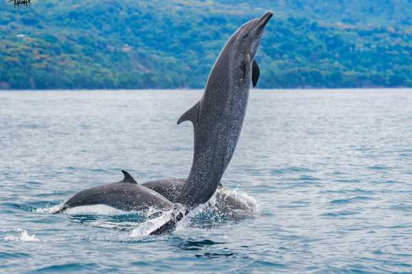 Private Tour Combo Tour ( Whales and/or Dolphins in Ballena National Marine Park