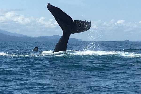 Private Tour Combo Tour ( Whales and/or Dolphins in Ballena National Marine Park