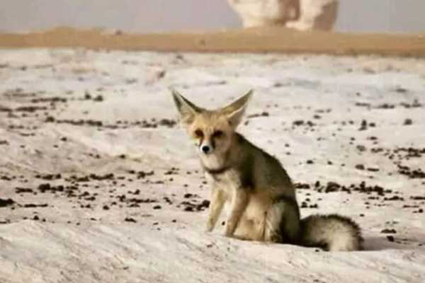 5 Days Pyramids and El Baharia Oasis