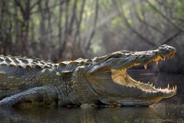 Terraba - Sierpe National Wetland Tour