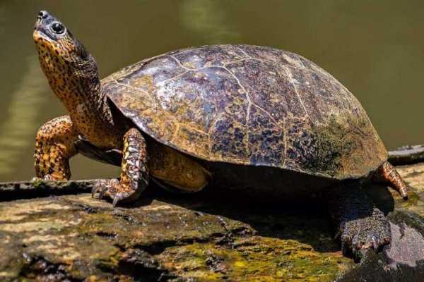 Terraba - Sierpe National Wetland Tour