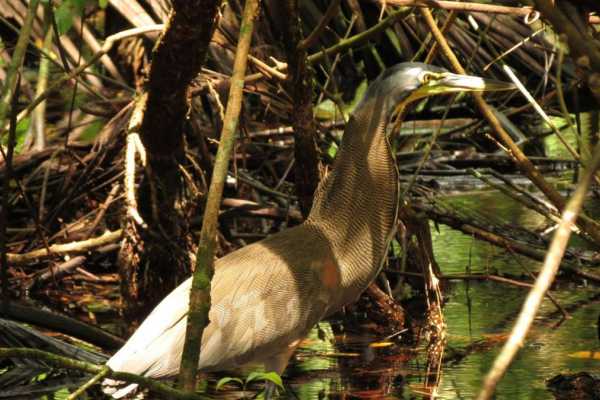 Terraba - Sierpe National Wetland Tour