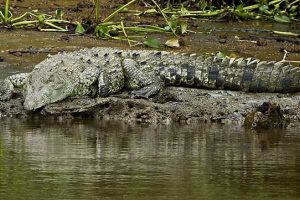 Terraba - Sierpe National Wetland Tour