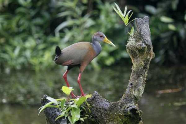 Terraba - Sierpe National Wetland Tour