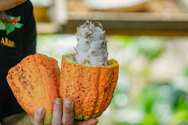 Coffee and Chocolate Cultural Tour