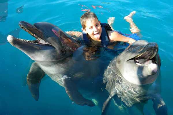 Swimming with Dolphins in Sharm el Sheikh