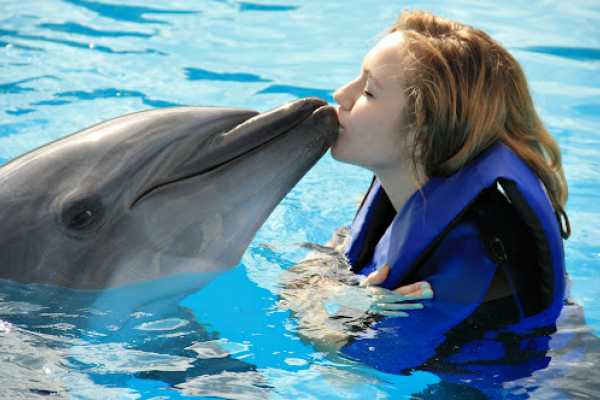 Swimming with Dolphins in Sharm el Sheikh