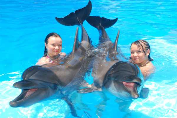 Swimming with Dolphins in Sharm el Sheikh