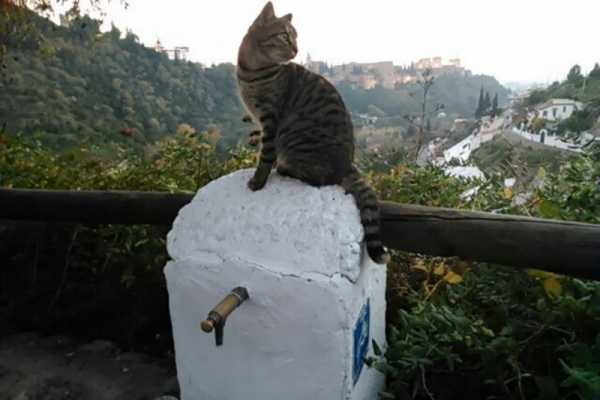 Visita guiada por el Albaic&iacute;n y Sacromonte