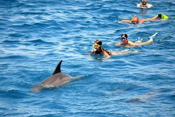 Snorkeling trip to the dolphin house from El Gouna