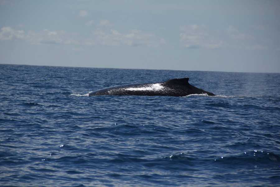 Uvita Information Center Marino Ballena Park snorkeling private tour