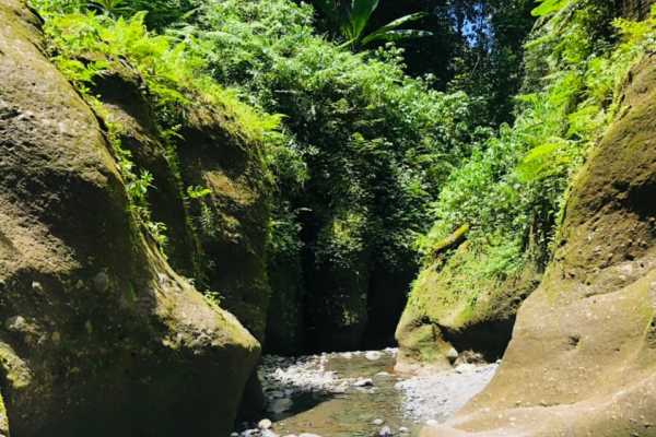 ARUSHA MOUNT MERU FOREST RESERVE - NAPURU WATERFALLS - 2hrs (Easy Level)