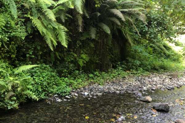 ARUSHA MOUNT MERU FOREST RESERVE - NAPURU WATERFALLS - 2hrs (Easy Level)