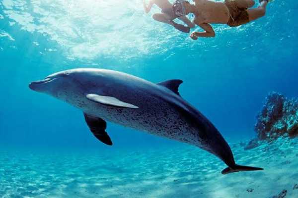Giftun Island Snorkeling Tours from Sahel Hasheesh