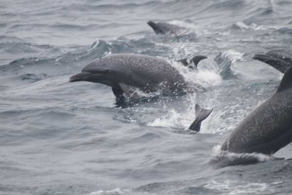 BEACH, ISLANDS AND COASTAL EXPEDITION | LOOKING FOR WHALES AND DOLPHINS | PUERTO LOPEZ | PUERTO CAYO |MONTA&Ntilde;ITA |AYANGUE | AYAMPE