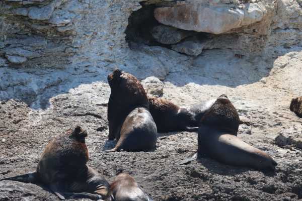 BEACH, ISLANDS AND COASTAL EXPEDITION | LOOKING FOR WHALES AND DOLPHINS | PUERTO LOPEZ | PUERTO CAYO |MONTA&Ntilde;ITA |AYANGUE | AYAMPE