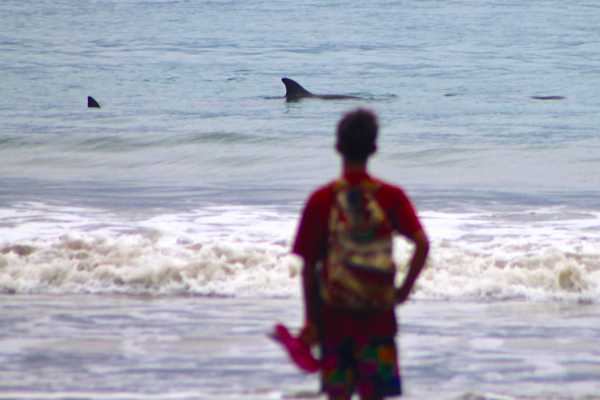 BEACH, ISLANDS AND COASTAL EXPEDITION | LOOKING FOR WHALES AND DOLPHINS | PUERTO LOPEZ | PUERTO CAYO |MONTA&Ntilde;ITA |AYANGUE | AYAMPE