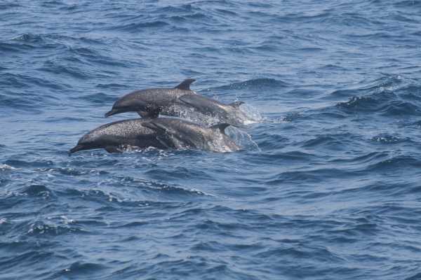 BEACH, ISLANDS AND COASTAL EXPEDITION | LOOKING FOR WHALES AND DOLPHINS | PUERTO LOPEZ | PUERTO CAYO |MONTA&Ntilde;ITA |AYANGUE | AYAMPE