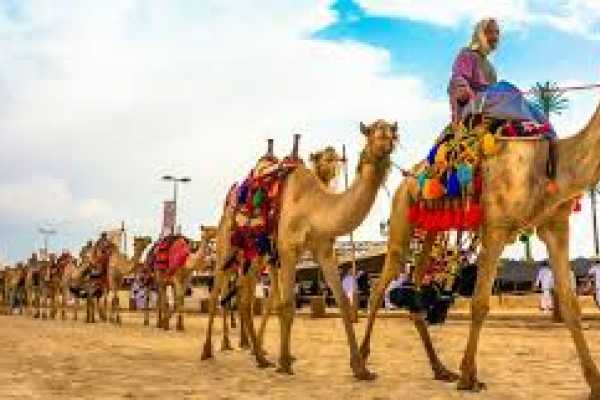 Camel Market of Birqash Tour