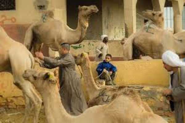Camel Market of Birqash Tour