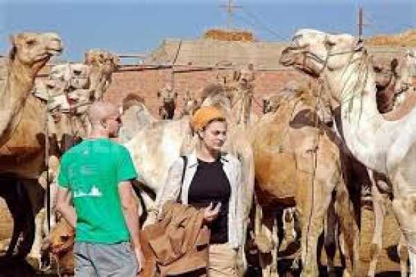 Camel Market of Birqash Tour
