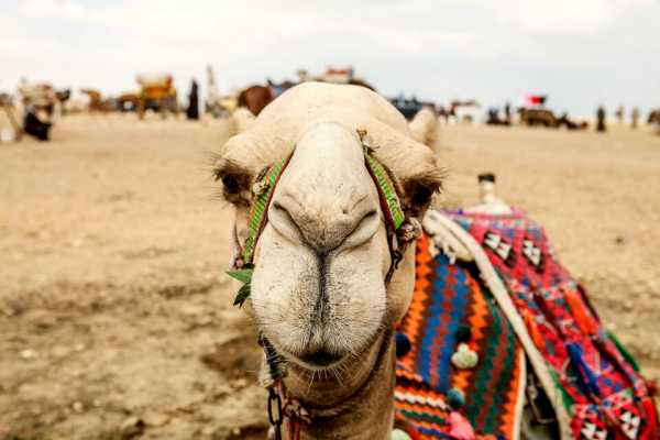 Day Tour to Cairo from Alexandria by Car