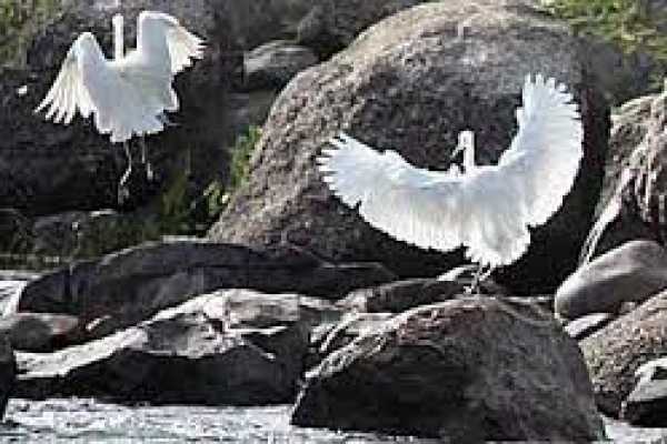Bird Watching Tour in Aswan