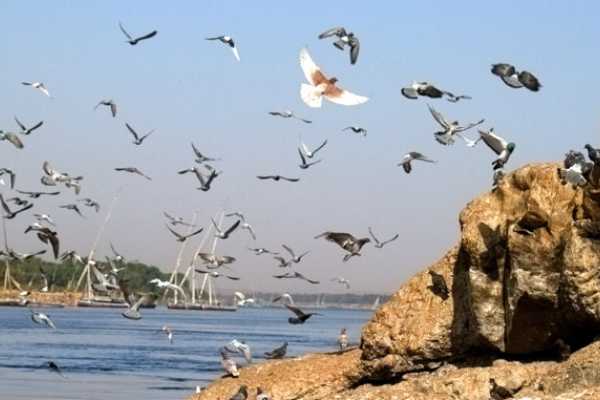 Felucca Ride on The Nile in Aswan