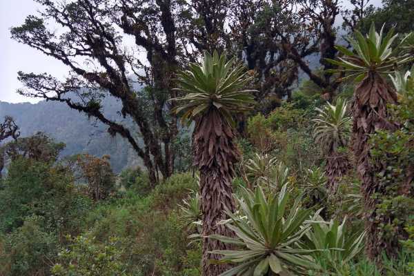 Maza Fonte Andes Mountain Trek