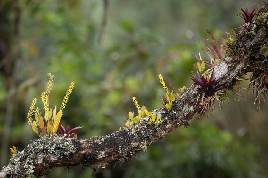 Andes Ecotours Maza Fonte Andes Mountain Trek