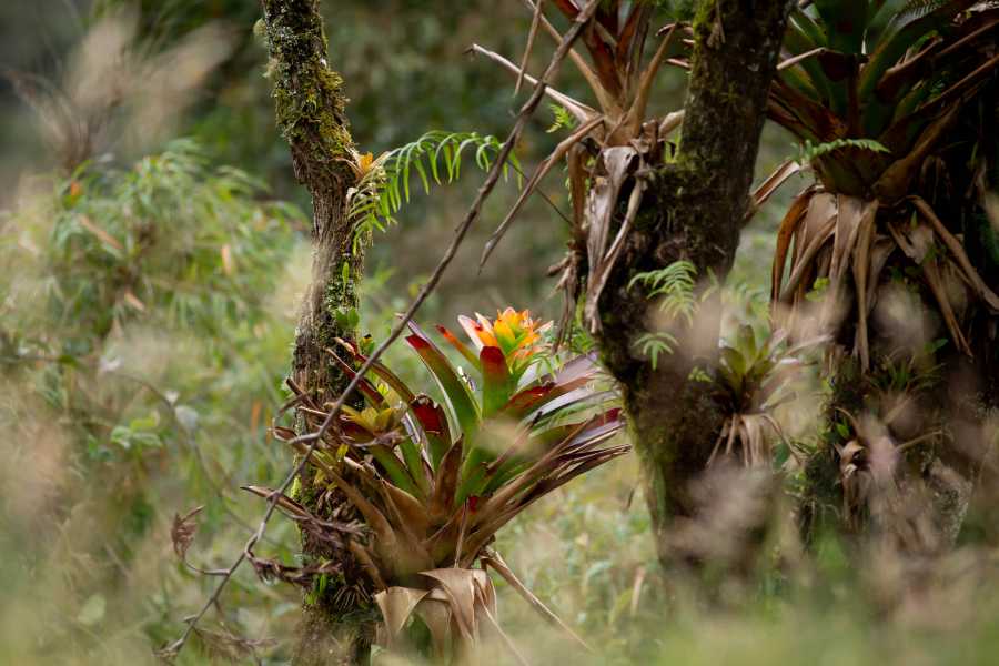 Andes Ecotours Maza Fonte Andes Mountain Trek