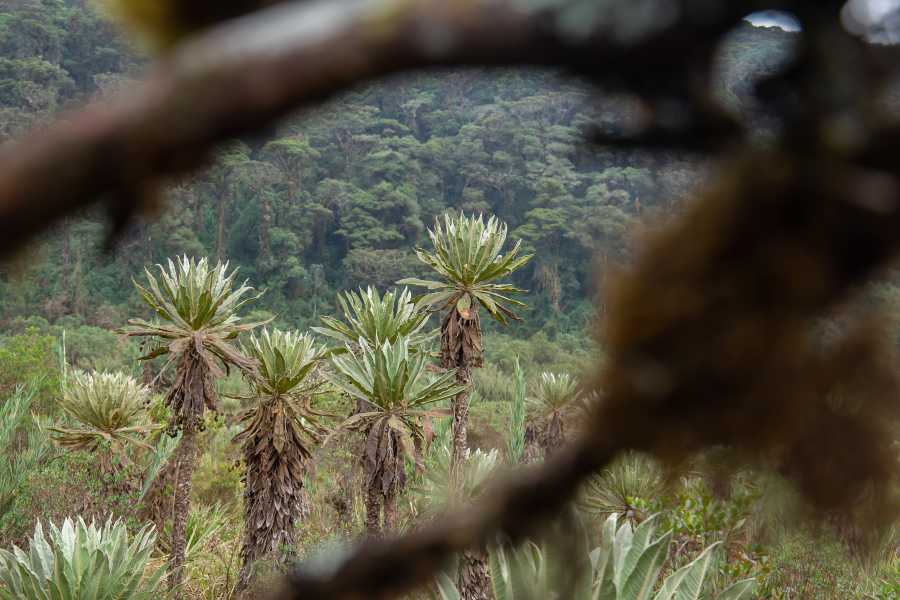 Andes Ecotours Maza Fonte Andes Mountain Trek