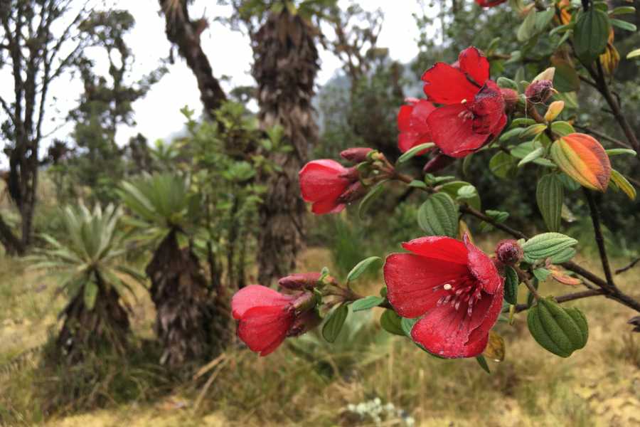 Andes Ecotours Maza Fonte Andes Mountain Trek