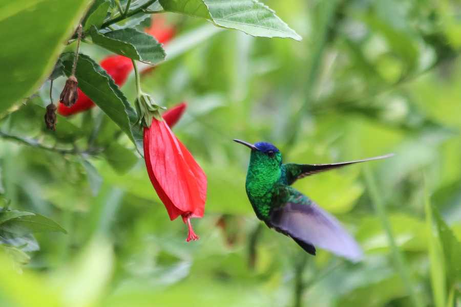 Andes Ecotours Coffee Lands Birdwatching