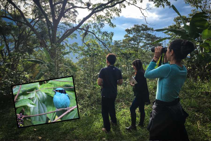Andes Ecotours Coffee Lands Birdwatching