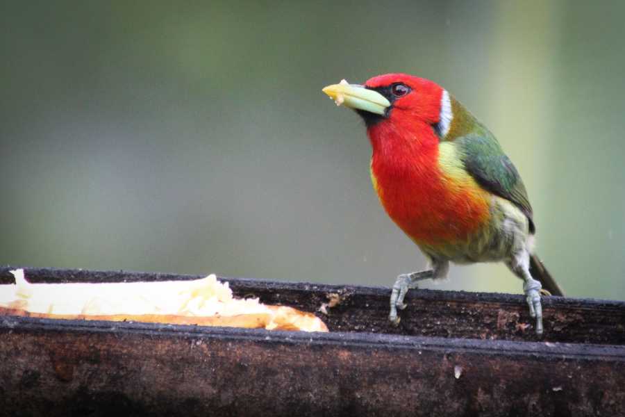 Andes Ecotours Coffee Lands Birdwatching
