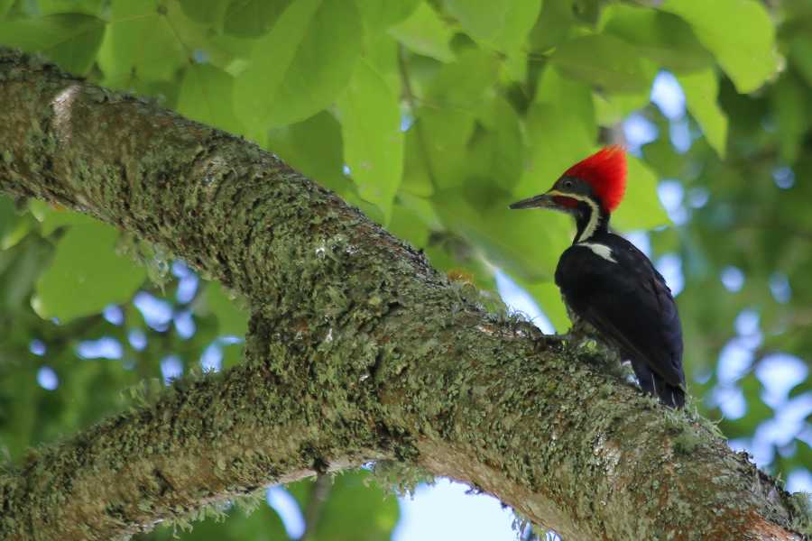 Andes Ecotours Coffee Lands Birdwatching