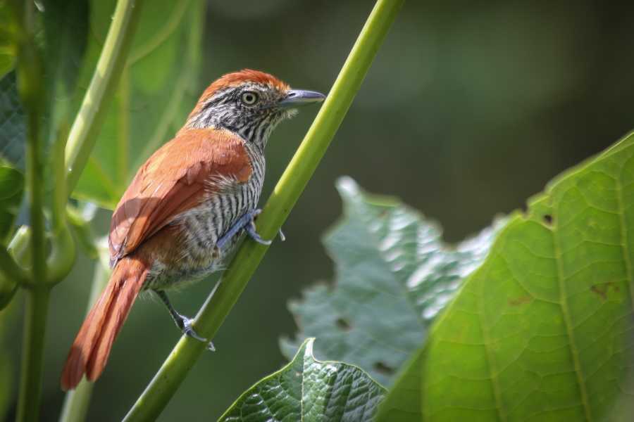 Andes Ecotours Coffee Lands Birdwatching