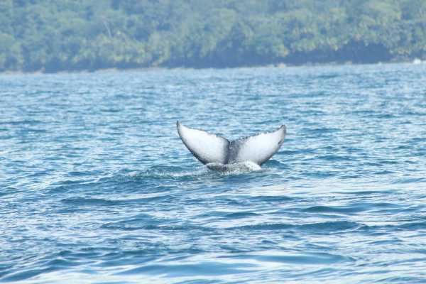 Whale and Dolphin - Marino Ballena National Park