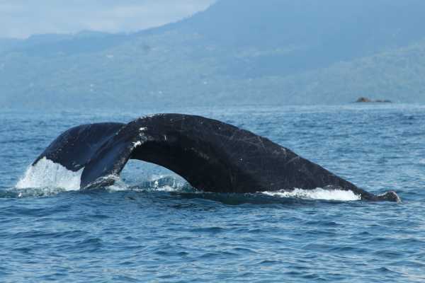 Whale and Dolphin - Marino Ballena National Park