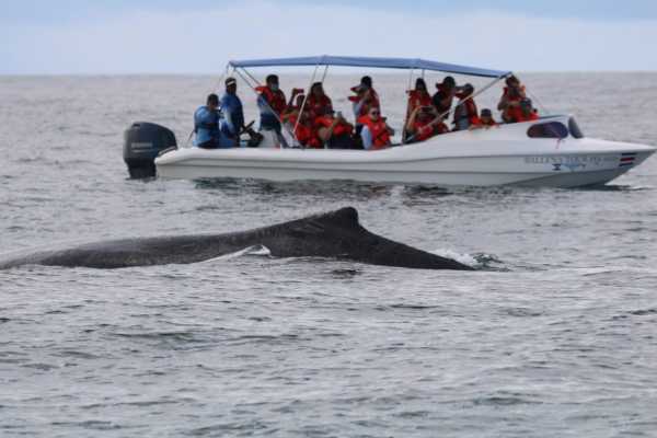 Whale and Dolphin - Marino Ballena National Park