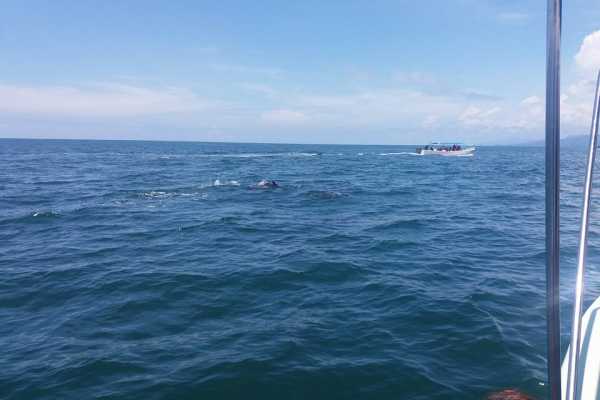 Whale and Dolphin - Marino Ballena National Park