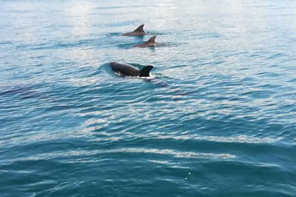Whale and Dolphin - Marino Ballena National Park