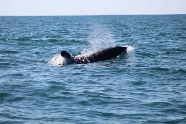 Whale and Dolphin - Marino Ballena National Park