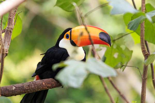 Bosque da Barra Expedition