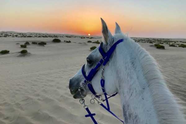 Horseback Riding in Sharm El Sheikh