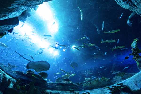AquaRio Aquarium Experience