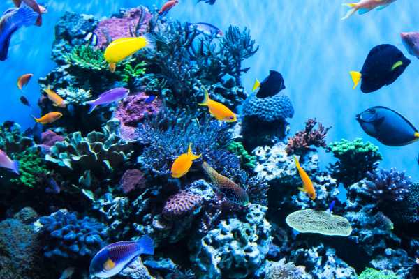 AquaRio Aquarium Experience