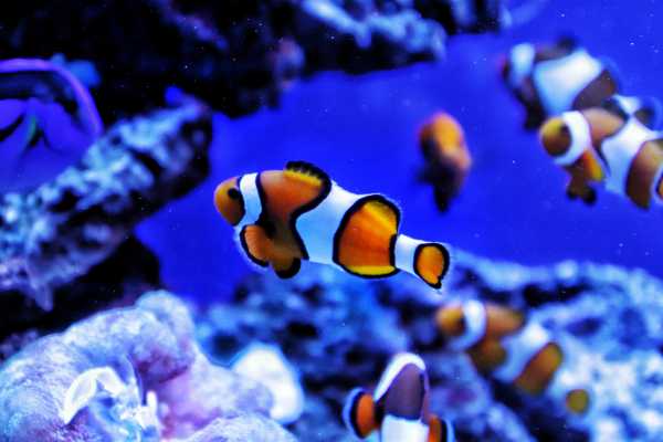 AquaRio Aquarium Experience